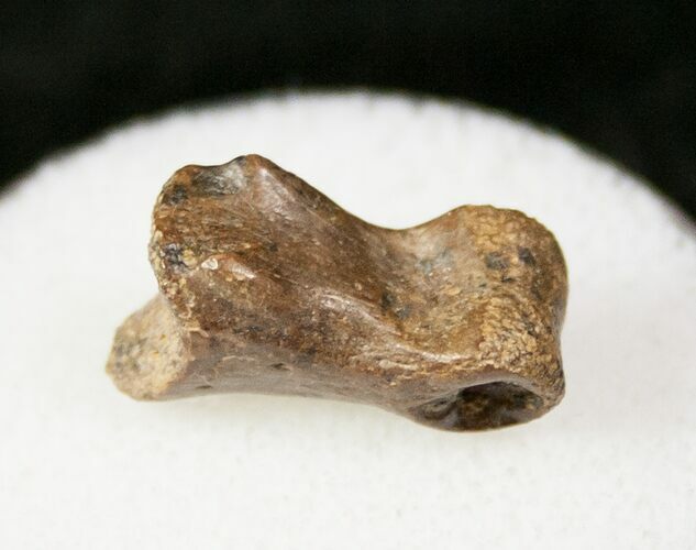 Small Theropod (Raptor) Toe Bone - Hell Creek Formation #12781